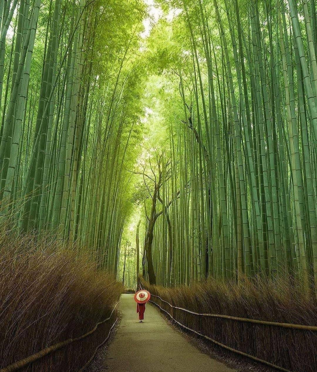 Arashiyama bamboo grove